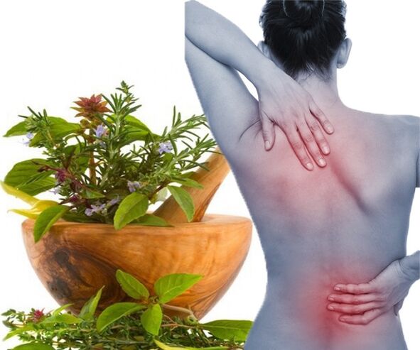 For the treatment of lumbar osteochondrosis at home, medicinal herbs are used. 